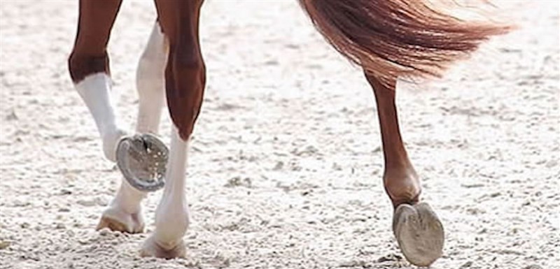 Lightfoot Reittex